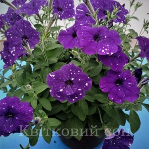 Splash dance Bolero Blue5_300x300